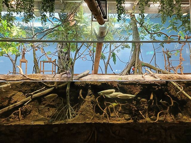 桃園市中壢區Xpark水族館 | 桃園親子景點推薦．探索奇幻的海底世界．療癒感十足的視覺體驗