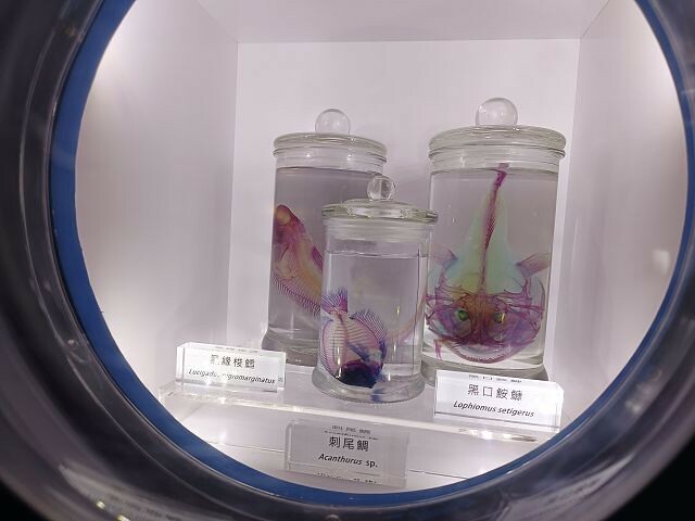 桃園市中壢區Xpark水族館 | 桃園親子景點推薦．探索奇幻的海底世界．療癒感十足的視覺體驗