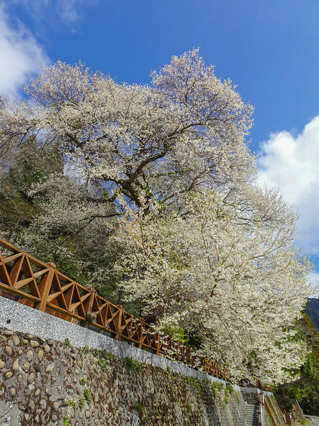 苗栗縣泰安鄉【苗栗景點】2024觀霧山莊‧霧社櫻王雪白盛開‧賞櫻景點│觀霧國家森林園區│中部賞櫻熱門景點│花況‧地址‧交通‧