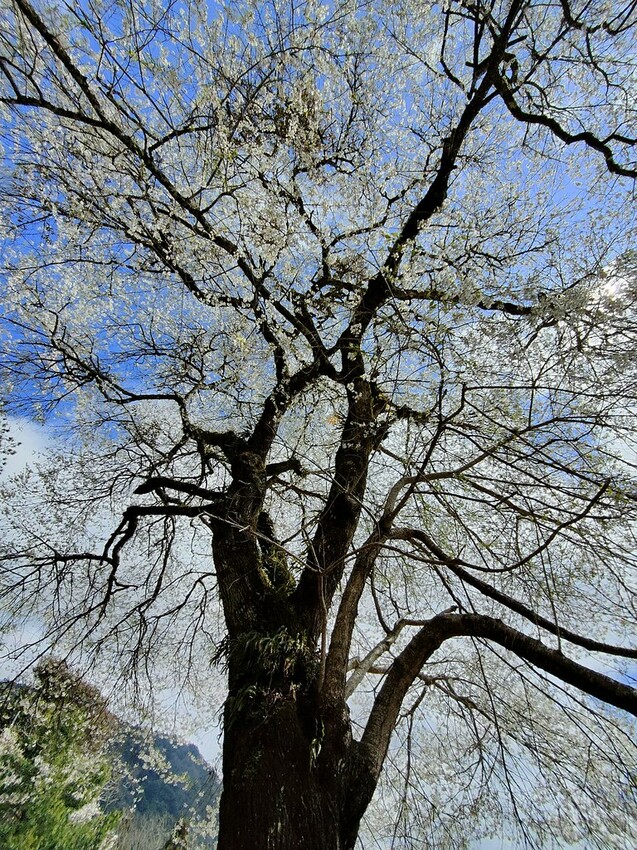 苗栗縣泰安鄉【苗栗景點】2024觀霧山莊‧霧社櫻王雪白盛開‧賞櫻景點│觀霧國家森林園區│中部賞櫻熱門景點│花況‧地址‧交通‧