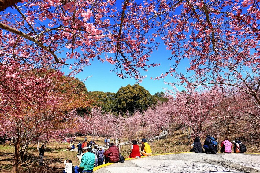 台中市和平區【台中景點】2024福壽山農場‧千櫻園昭和櫻富士櫻盛開│季節限定美景│行程規劃│門票‧營業時間