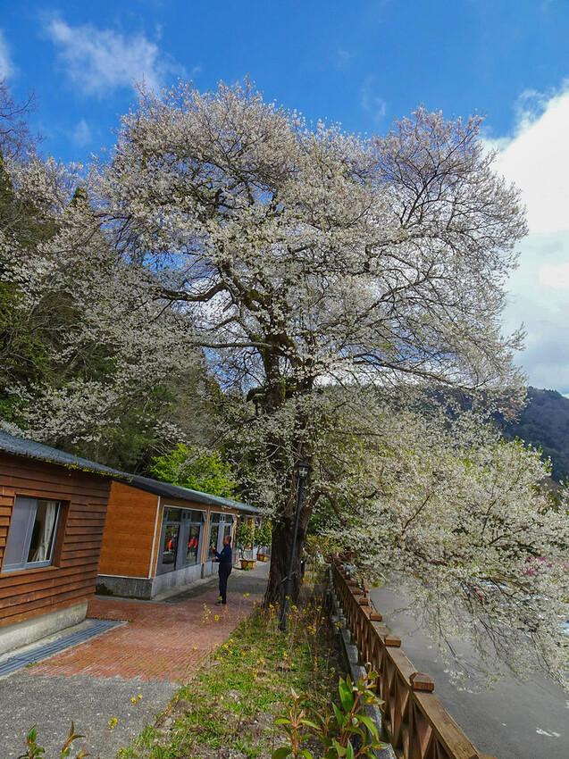 苗栗縣泰安鄉【苗栗景點】2024觀霧山莊‧霧社櫻王雪白盛開‧賞櫻景點│觀霧國家森林園區│中部賞櫻熱門景點│花況‧地址‧交通‧