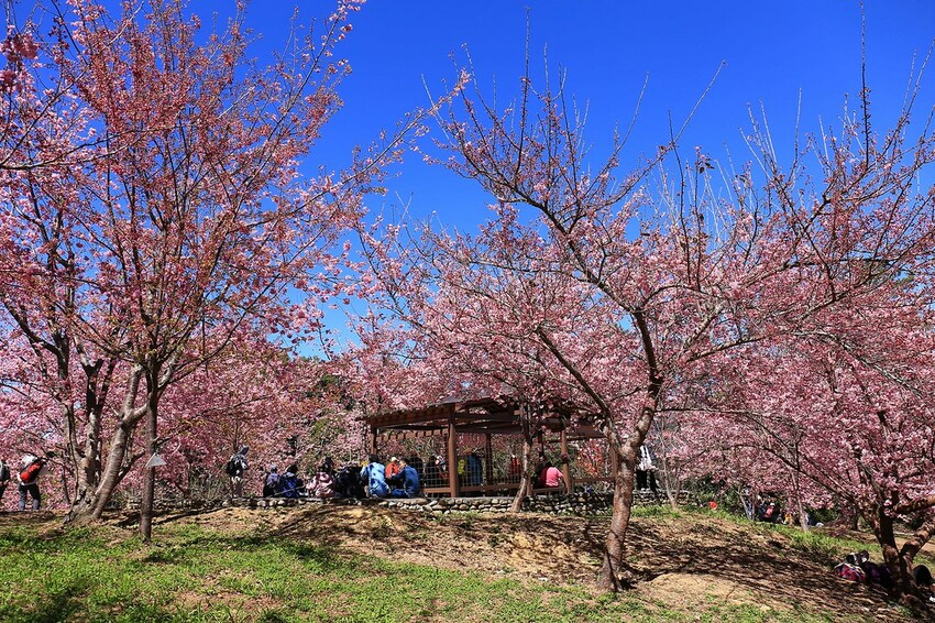 台中市和平區【台中景點】2024福壽山農場‧千櫻園昭和櫻富士櫻盛開│季節限定美景│行程規劃│門票‧營業時間