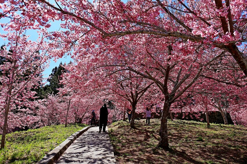 台中市和平區【台中景點】2024福壽山農場‧千櫻園昭和櫻富士櫻盛開│季節限定美景│行程規劃│門票‧營業時間