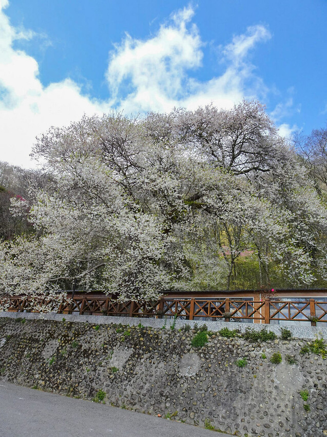 苗栗縣泰安鄉【苗栗景點】2024觀霧山莊‧霧社櫻王雪白盛開‧賞櫻景點│觀霧國家森林園區│中部賞櫻熱門景點│花況‧地址‧交通‧