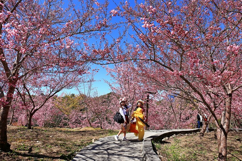 台中市和平區【台中景點】2024福壽山農場‧千櫻園昭和櫻富士櫻盛開│季節限定美景│行程規劃│門票‧營業時間