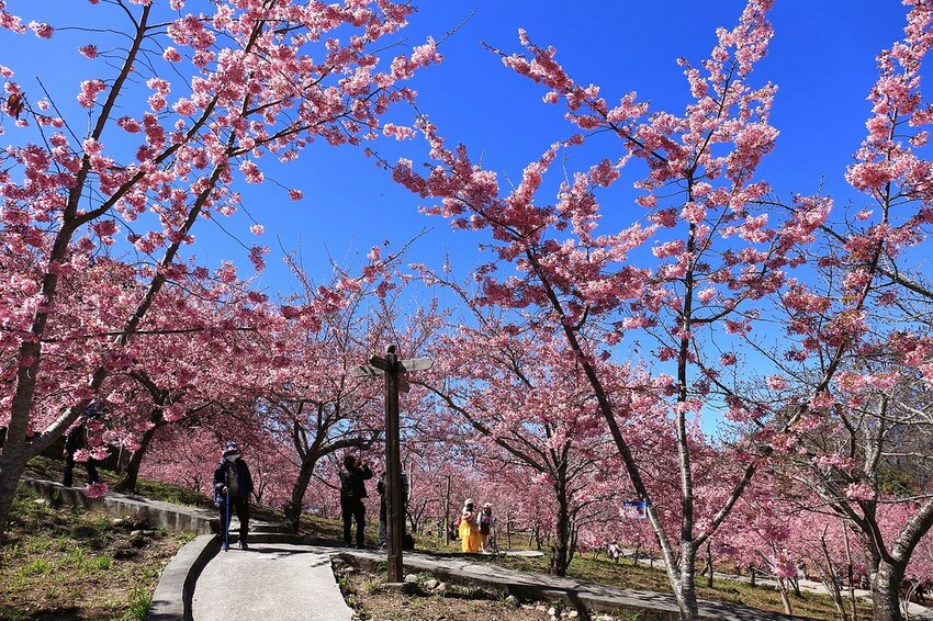 台中市和平區【台中景點】2024福壽山農場‧千櫻園昭和櫻富士櫻盛開│季節限定美景│行程規劃│門票‧營業時間