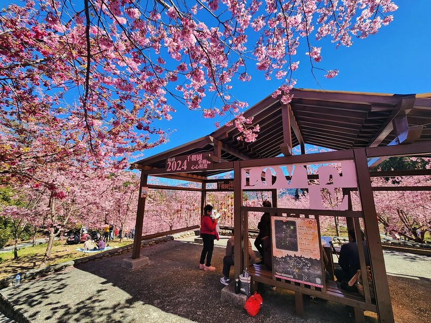 台中市和平區【台中景點】2024福壽山農場‧千櫻園昭和櫻富士櫻盛開│季節限定美景│行程規劃│門票‧營業時間