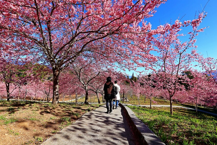 台中市和平區【台中景點】2024福壽山農場‧千櫻園昭和櫻富士櫻盛開│季節限定美景│行程規劃│門票‧營業時間