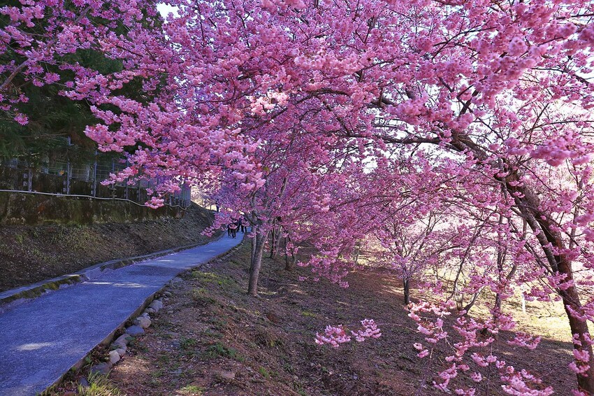 台中市和平區【台中景點】2024福壽山農場‧千櫻園昭和櫻富士櫻盛開│季節限定美景│行程規劃│門票‧營業時間