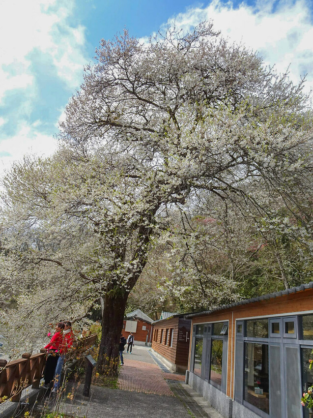 苗栗縣泰安鄉【苗栗景點】2024觀霧山莊‧霧社櫻王雪白盛開‧賞櫻景點│觀霧國家森林園區│中部賞櫻熱門景點│花況‧地址‧交通‧