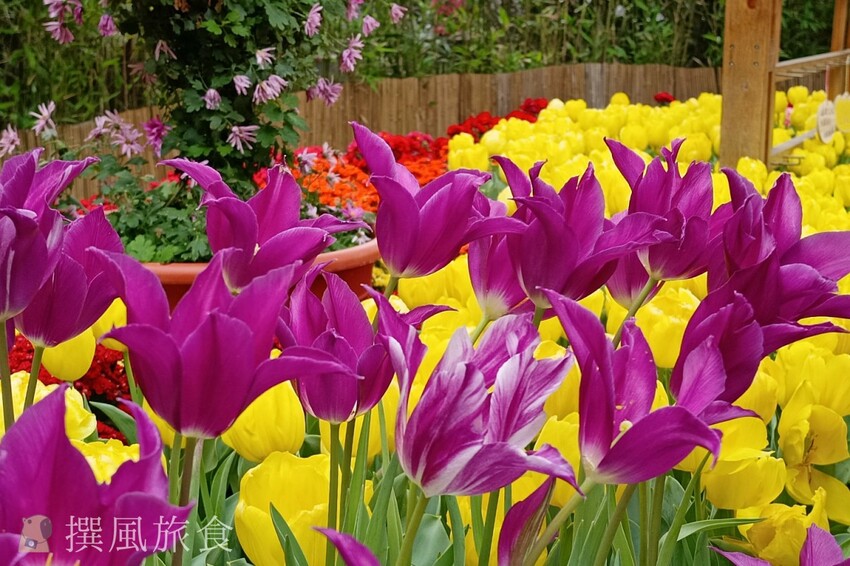 台北市士林區2024士林官邸鬱金香展