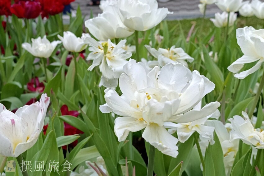 台北市士林區2024士林官邸鬱金香展