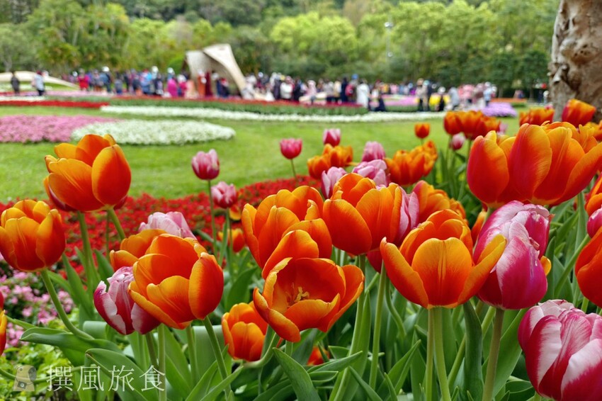 台北市士林區2024士林官邸鬱金香展