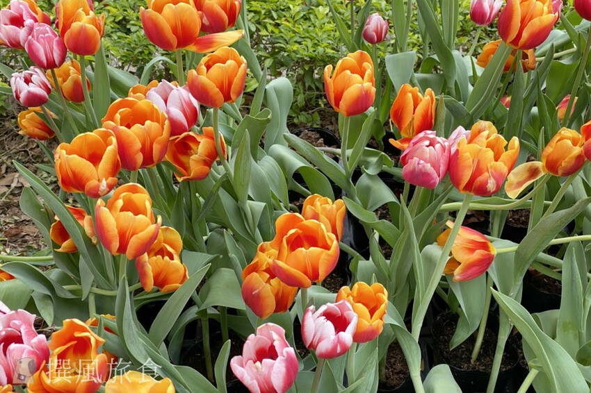 台北市士林區2024士林官邸鬱金香展