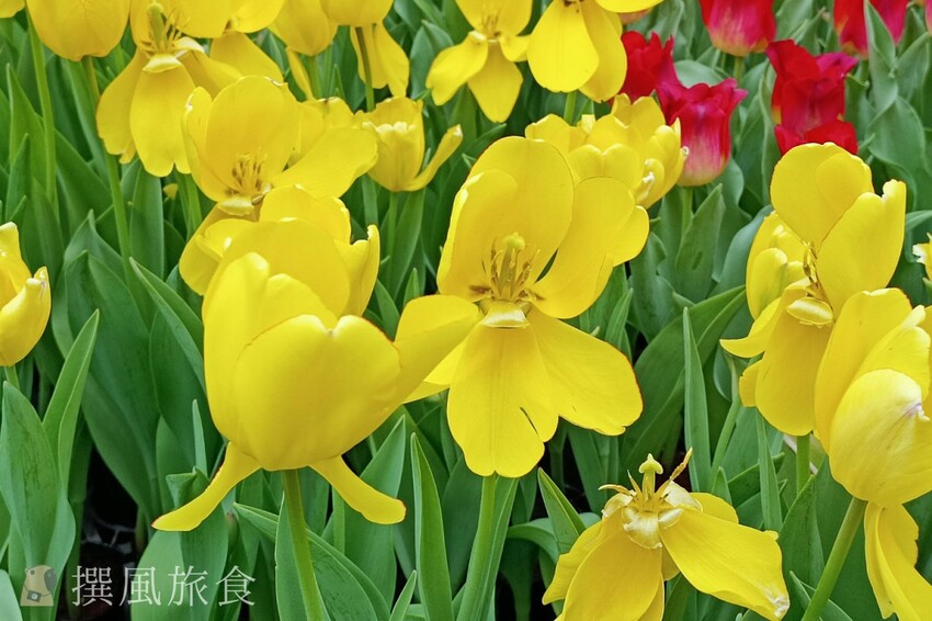 台北市士林區2024士林官邸鬱金香展