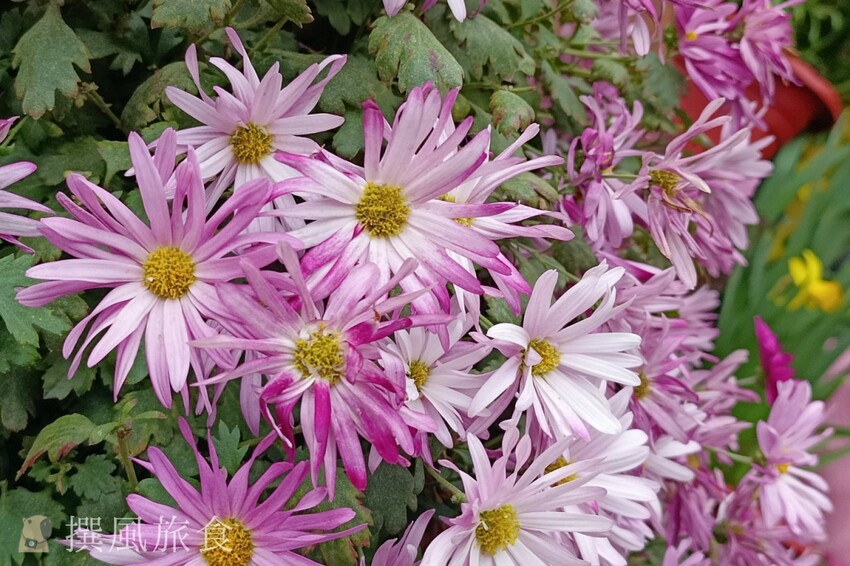 台北市士林區2024士林官邸鬱金香展