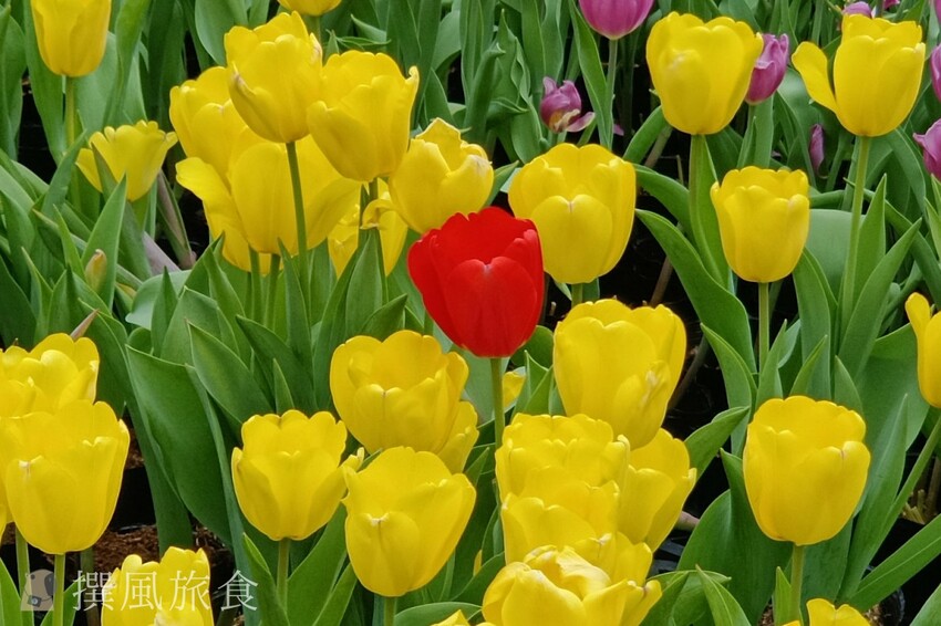 台北市士林區2024士林官邸鬱金香展