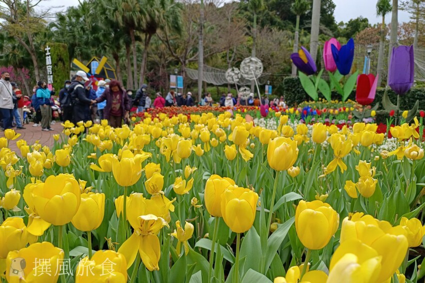 台北市士林區2024士林官邸鬱金香展