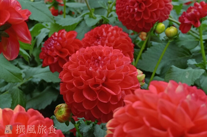 台北市士林區2024士林官邸鬱金香展