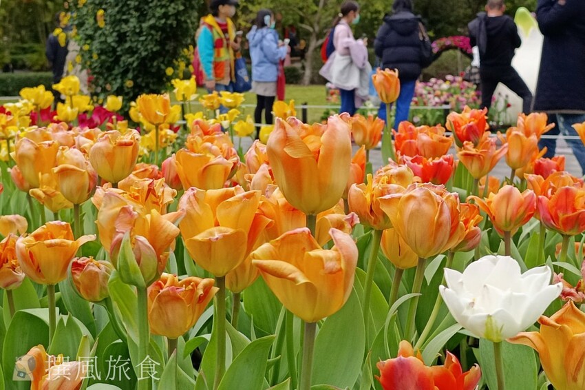 台北市士林區2024士林官邸鬱金香展