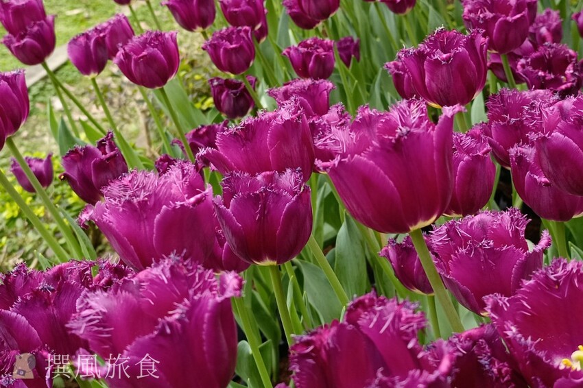 台北市士林區2024士林官邸鬱金香展