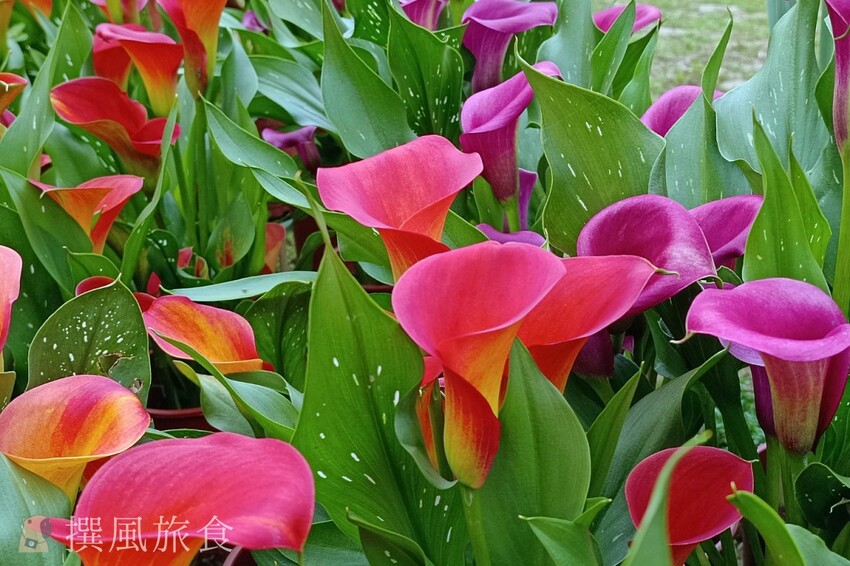 台北市士林區2024士林官邸鬱金香展