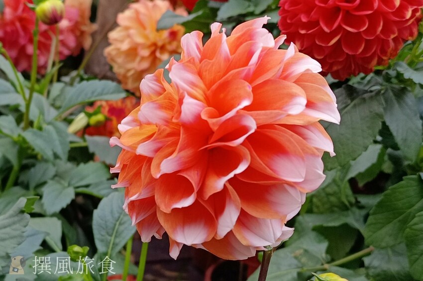 台北市士林區2024士林官邸鬱金香展