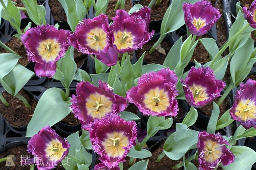 台北市士林區2024士林官邸鬱金香展