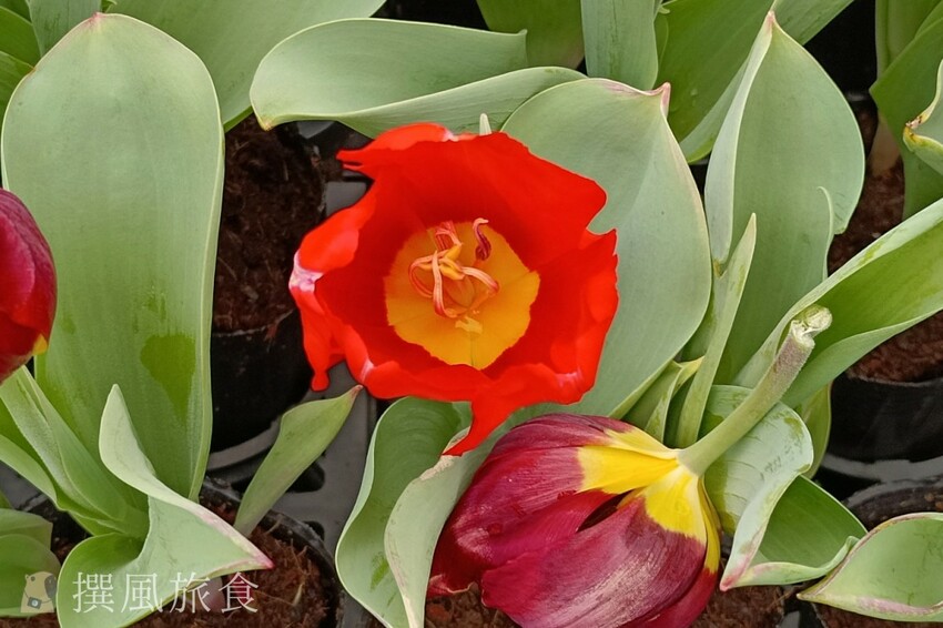 台北市士林區2024士林官邸鬱金香展