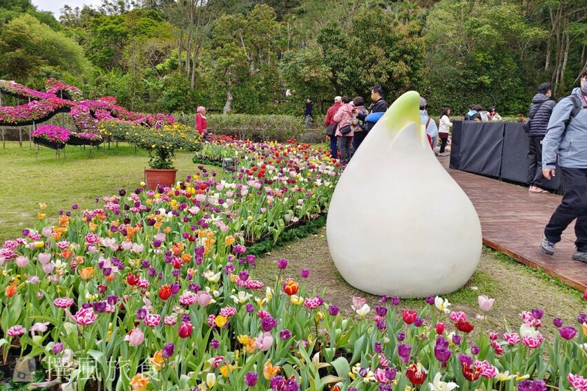 台北市士林區2024士林官邸鬱金香展