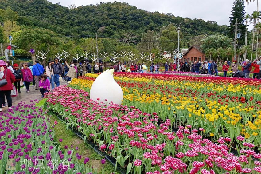 台北市士林區2024士林官邸鬱金香展