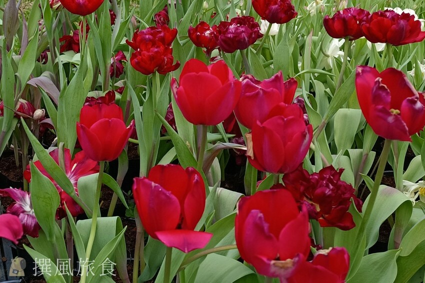 台北市士林區2024士林官邸鬱金香展