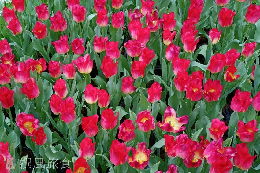 台北市士林區2024士林官邸鬱金香展