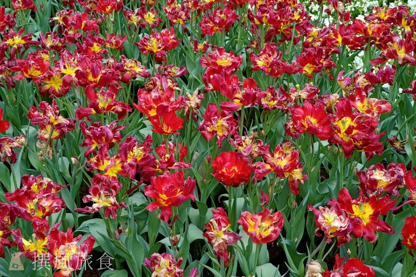 台北市士林區2024士林官邸鬱金香展