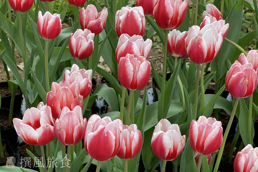 台北市士林區2024士林官邸鬱金香展