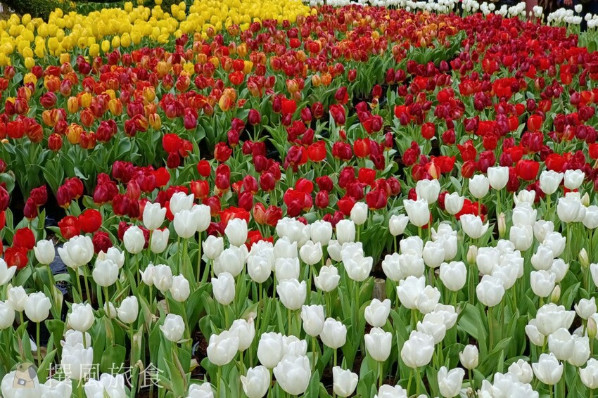 台北市士林區2024士林官邸鬱金香展