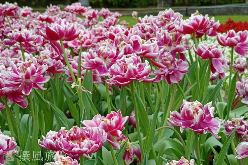 台北市士林區2024士林官邸鬱金香展