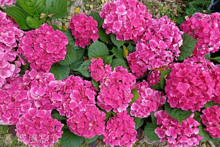 台北市士林區2024士林官邸鬱金香展