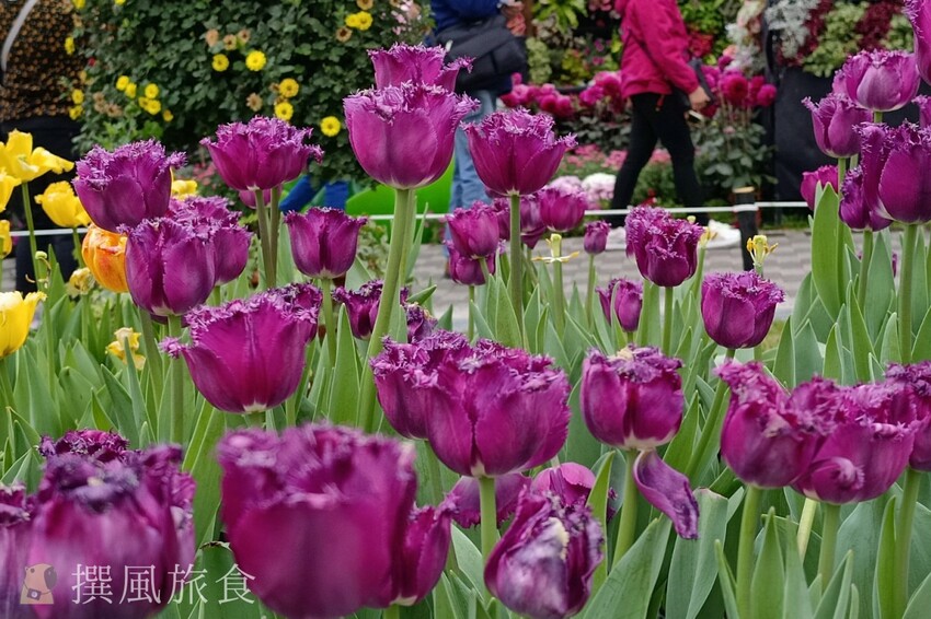 台北市士林區2024士林官邸鬱金香展