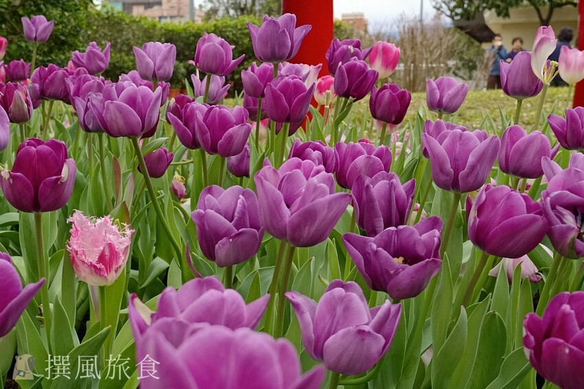 台北市士林區2024士林官邸鬱金香展