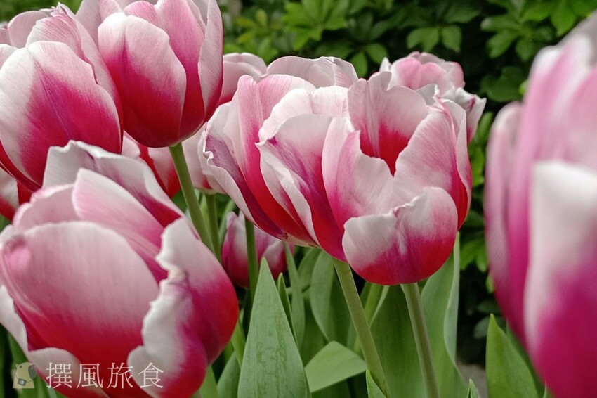 台北市士林區2024士林官邸鬱金香展