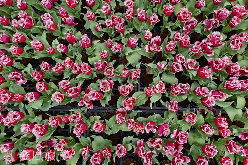 台北市士林區2024士林官邸鬱金香展