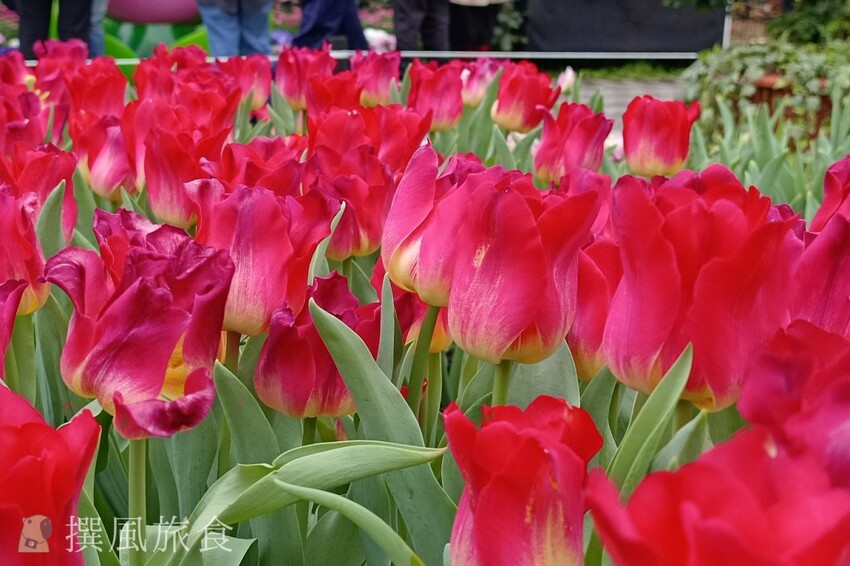 台北市士林區2024士林官邸鬱金香展