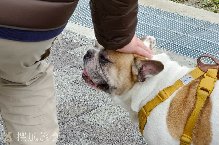 台北市士林區2024士林官邸鬱金香展