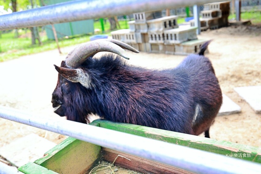 嘉義縣新港鄉嘉義新港香藝文化園區｜最香的網美景點在嘉義！新港香藝現場老師傅製香.香主題文化館.近距離觀賞可愛動物羊