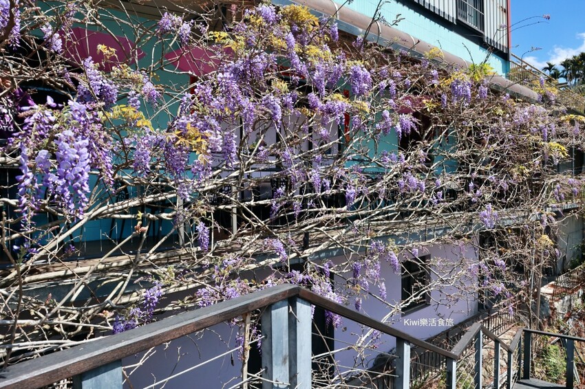 嘉義縣梅山鄉2024嘉義瑞里紫藤花季|漫遊瑞里紫藤花兩日遊行程,跟著嘉義166觀光軸線賞紫藤花廊秘境.咖啡烘焙體驗.竹林