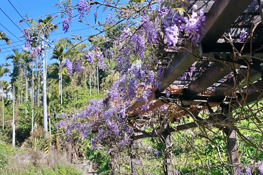 嘉義縣梅山鄉2024嘉義瑞里紫藤花季|漫遊瑞里紫藤花兩日遊行程,跟著嘉義166觀光軸線賞紫藤花廊秘境.咖啡烘焙體驗.竹林