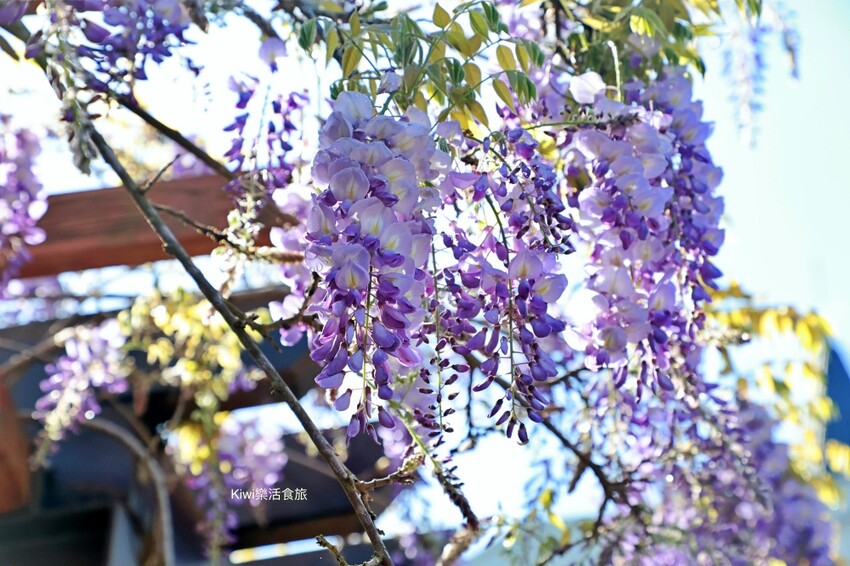 嘉義縣梅山鄉2024嘉義瑞里紫藤花季|漫遊瑞里紫藤花兩日遊行程,跟著嘉義166觀光軸線賞紫藤花廊秘境.咖啡烘焙體驗.竹林