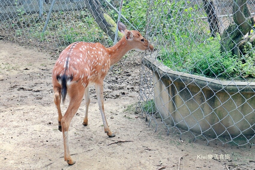 嘉義縣新港鄉嘉義新港香藝文化園區｜最香的網美景點在嘉義！新港香藝現場老師傅製香.香主題文化館.近距離觀賞可愛動物羊